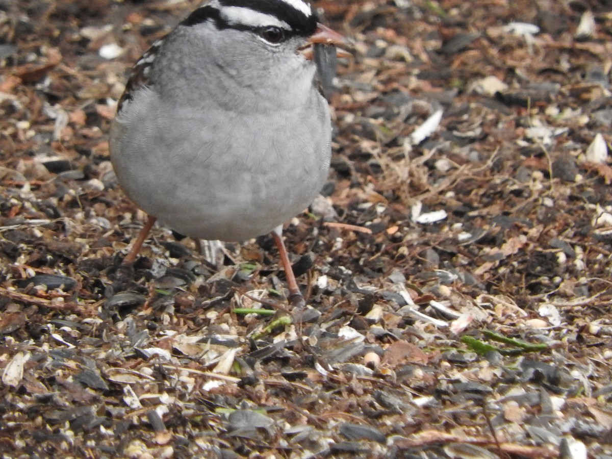 White-crowned Sparrow - Belinda  Gallagher