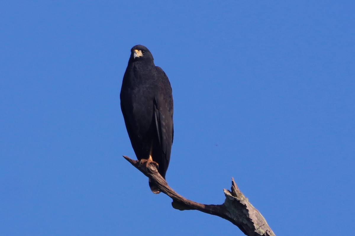 Great Black Hawk - Suzana Arakaki