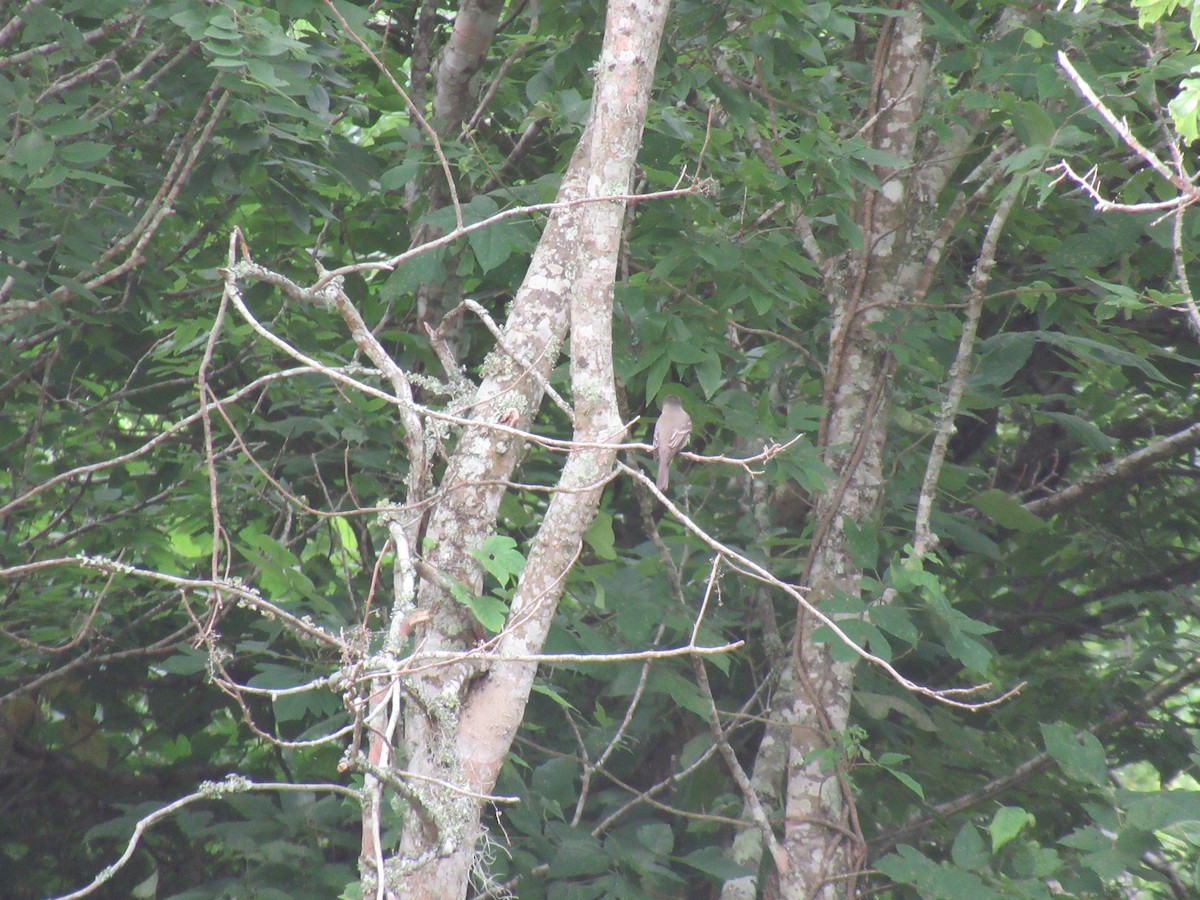 Eastern Wood-Pewee - ML618115580