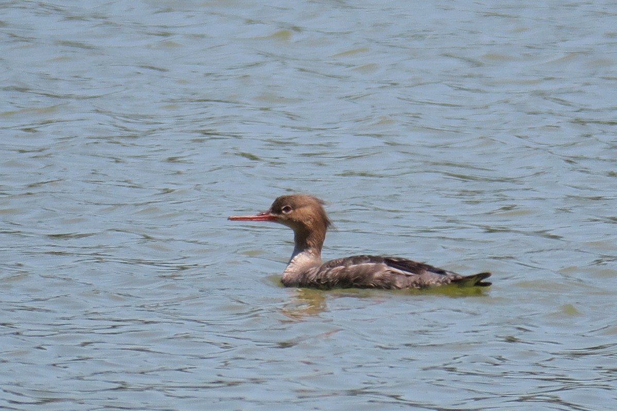 Red-breasted Merganser - ML618115585