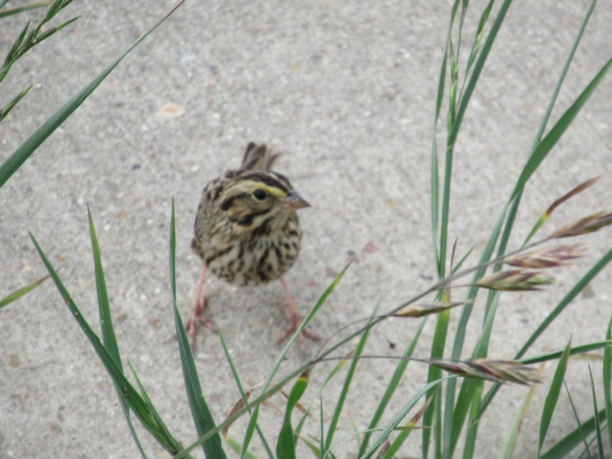 Savannah Sparrow - Cristina Armas