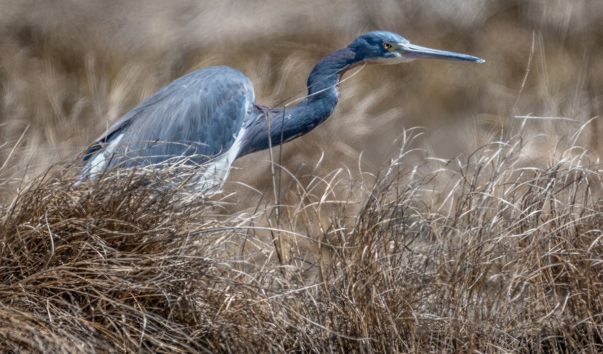 Tricolored Heron - Jim Carroll