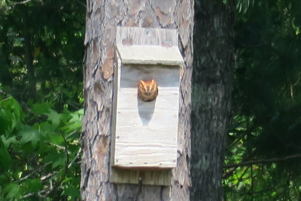 Eastern Screech-Owl - Jay Chandler