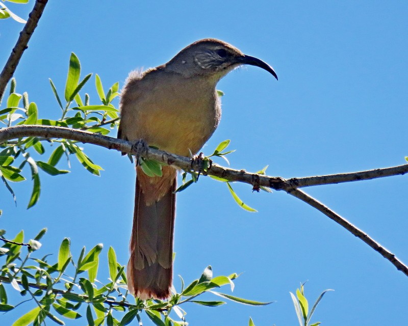 California Thrasher - ML618115691