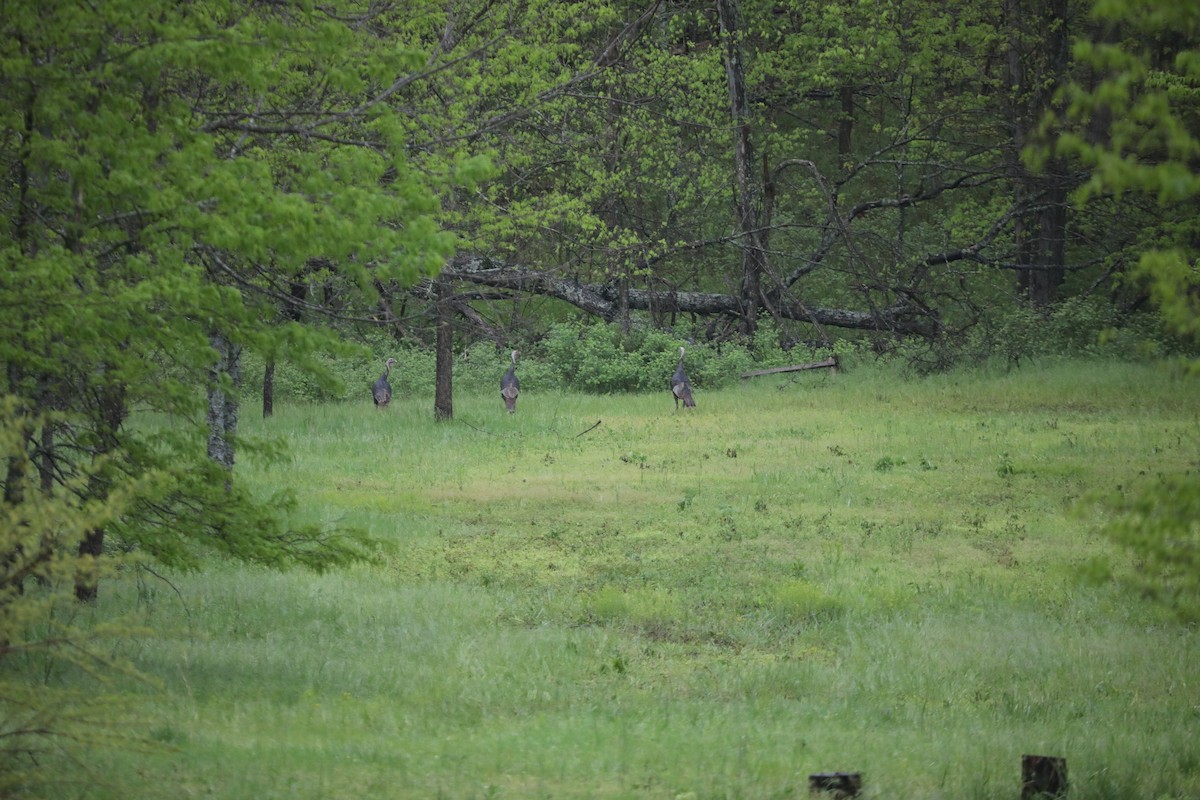 Wild Turkey - Darby Nugent