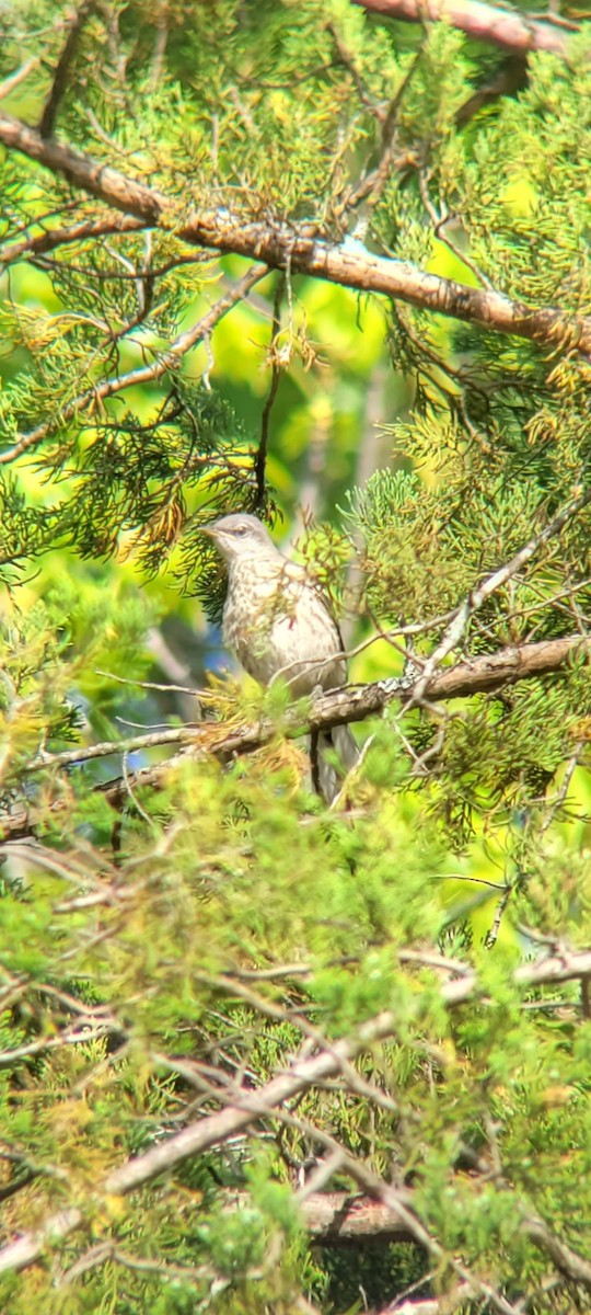 Northern Mockingbird - ML618115721