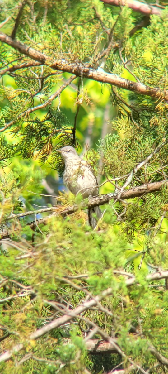 Northern Mockingbird - Alex Barnes