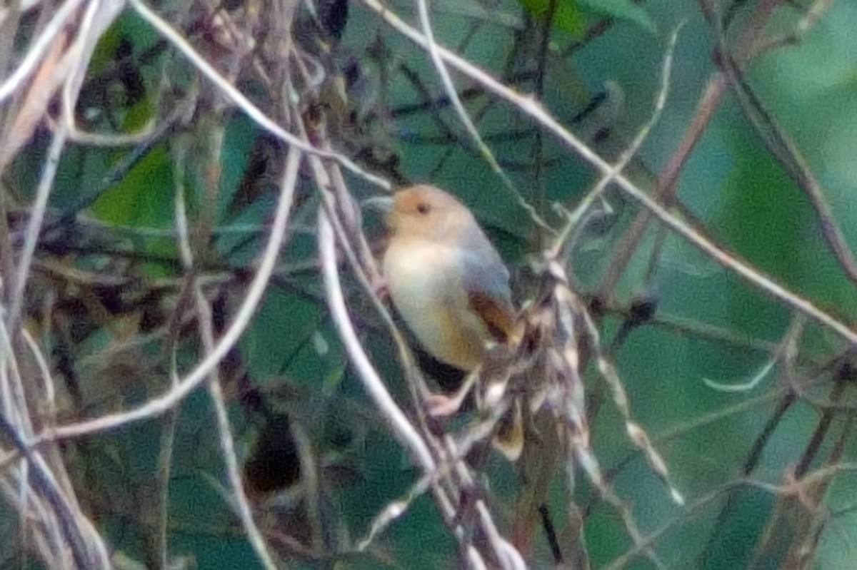 Red-faced Cisticola (Red-faced) - Carl Haynie