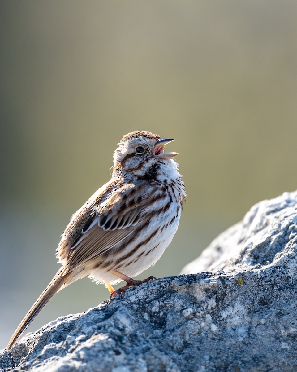 Song Sparrow - Jobi Cates