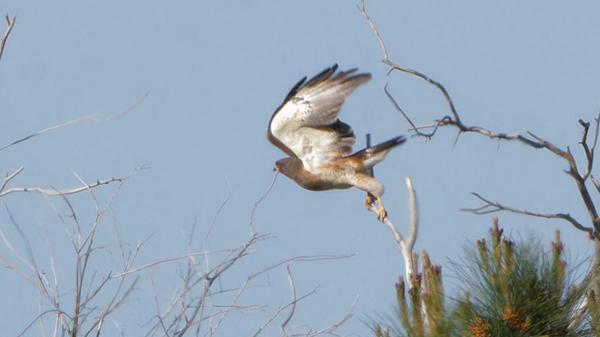 Swainson's Hawk - ML618115794