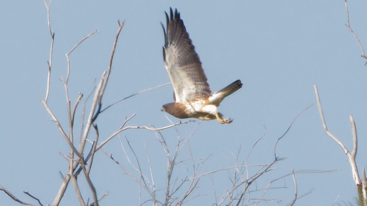 Swainson's Hawk - ML618115795