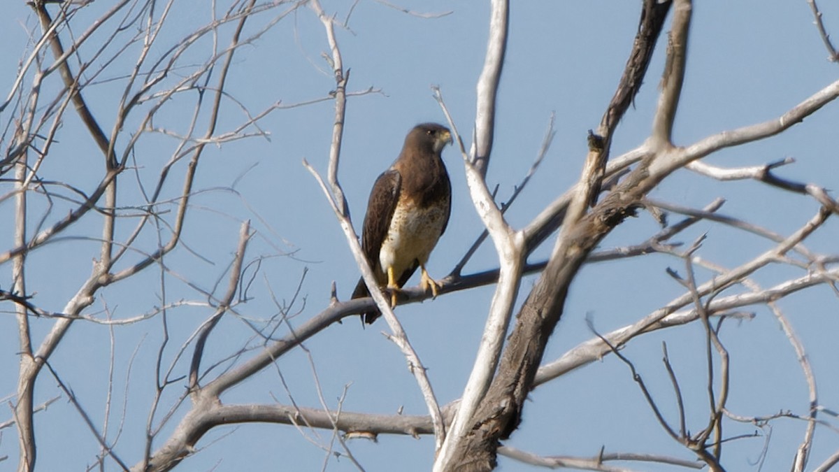 Swainson's Hawk - ML618115801