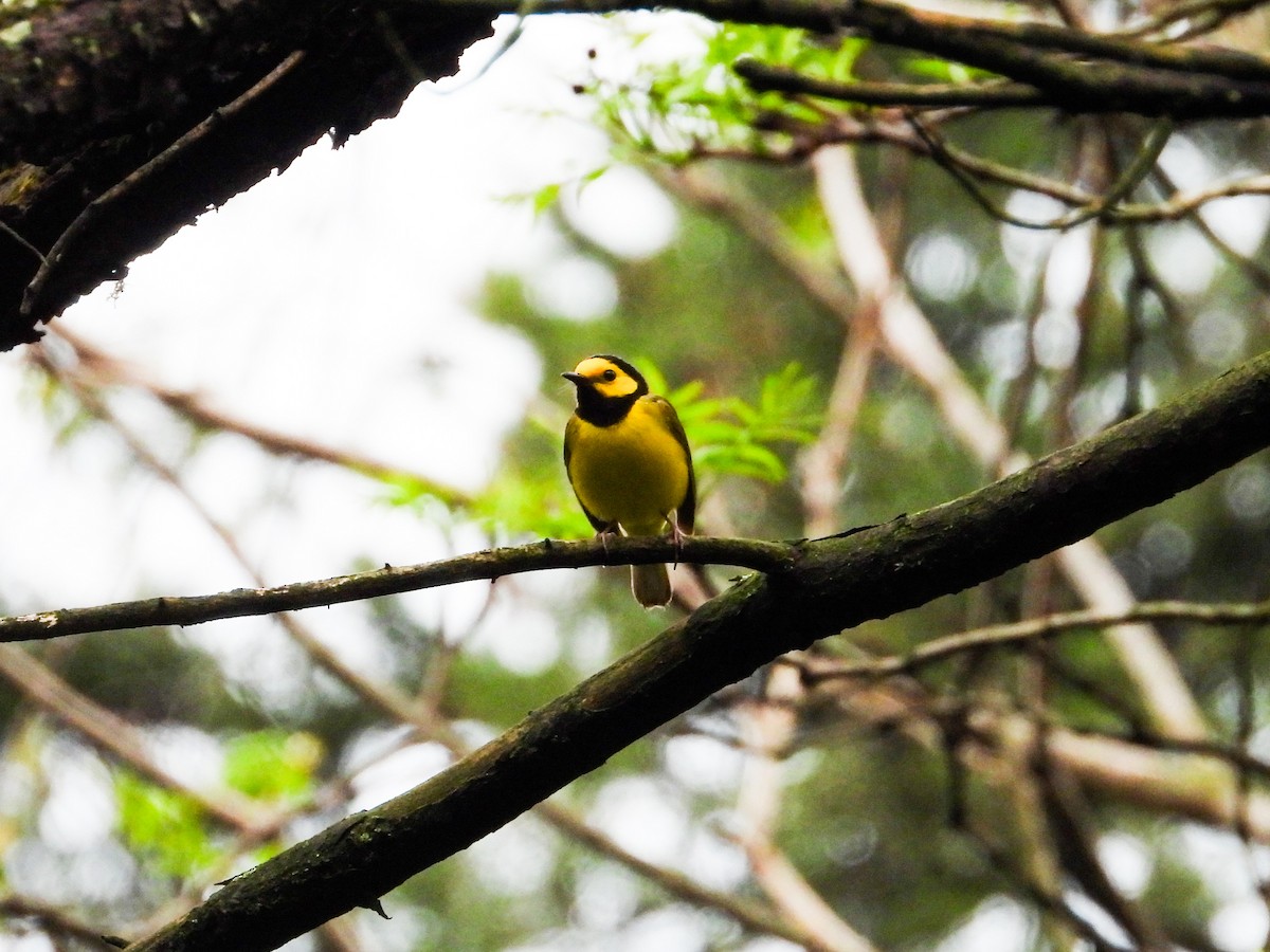 Hooded Warbler - Haley Gottardo