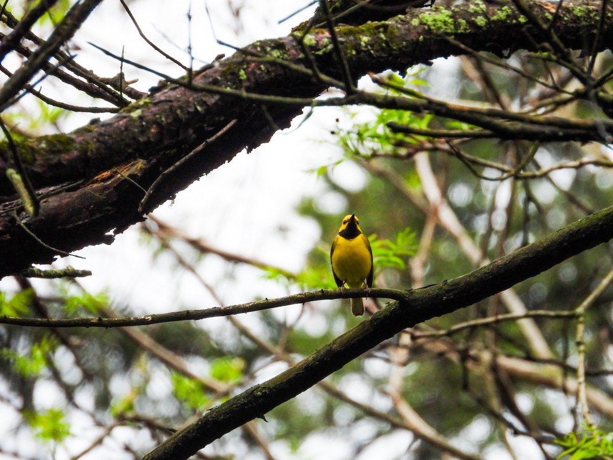 Hooded Warbler - Haley Gottardo