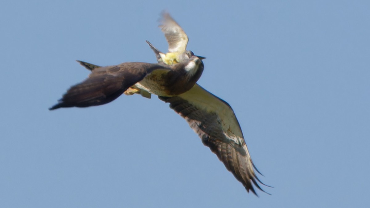 Swainson's Hawk - ML618115811