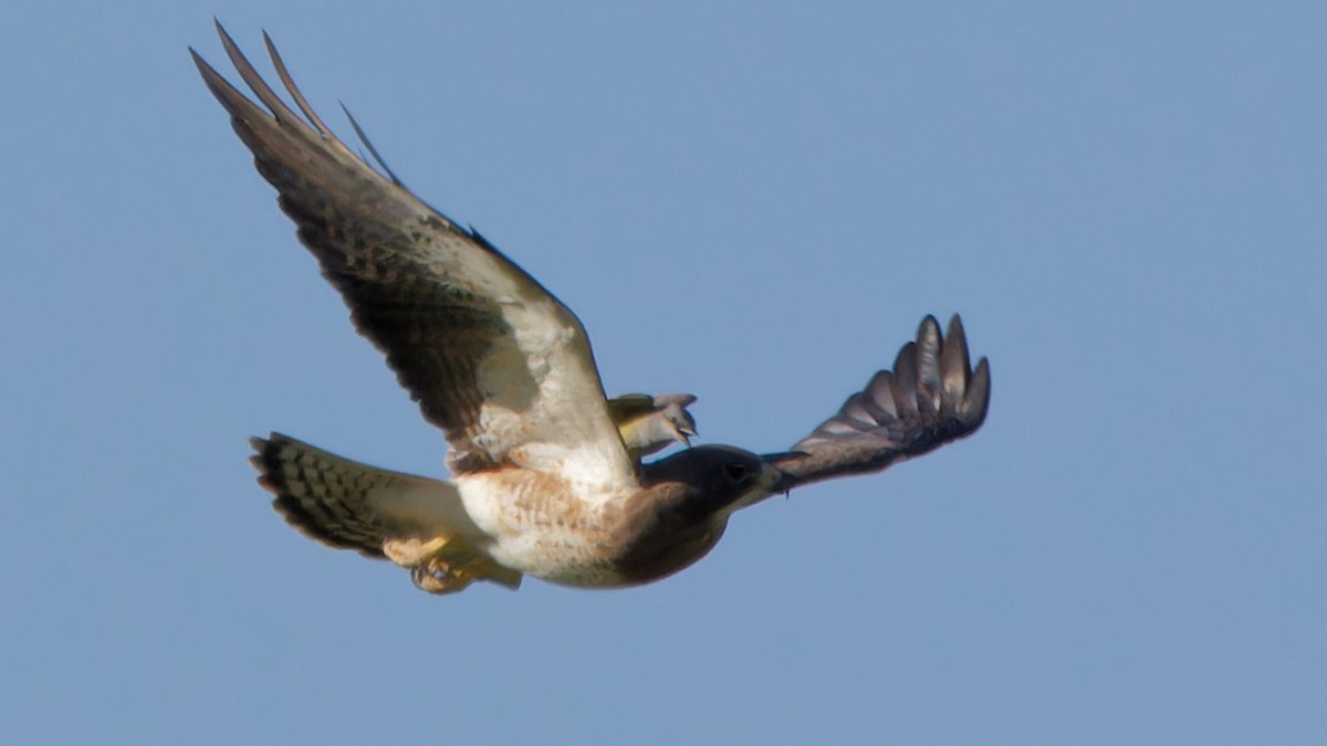 Swainson's Hawk - ML618115812