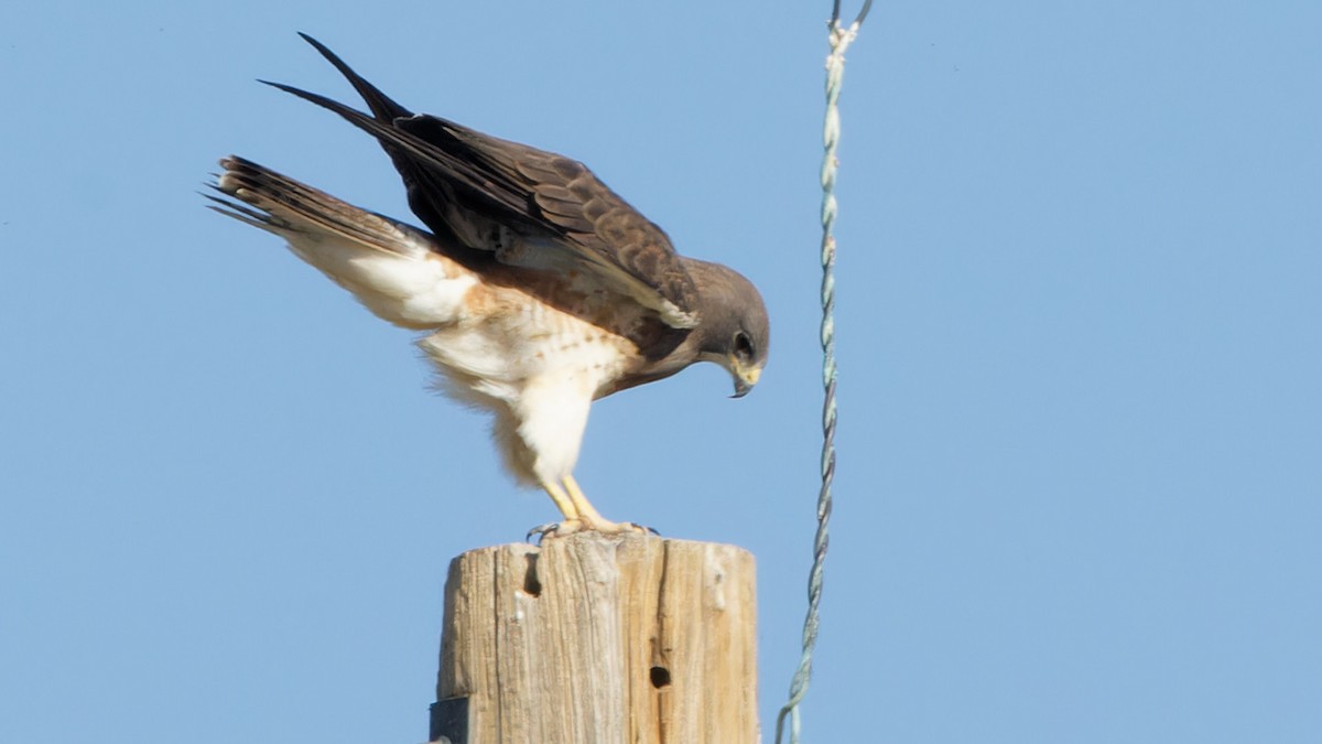 Swainson's Hawk - ML618115818