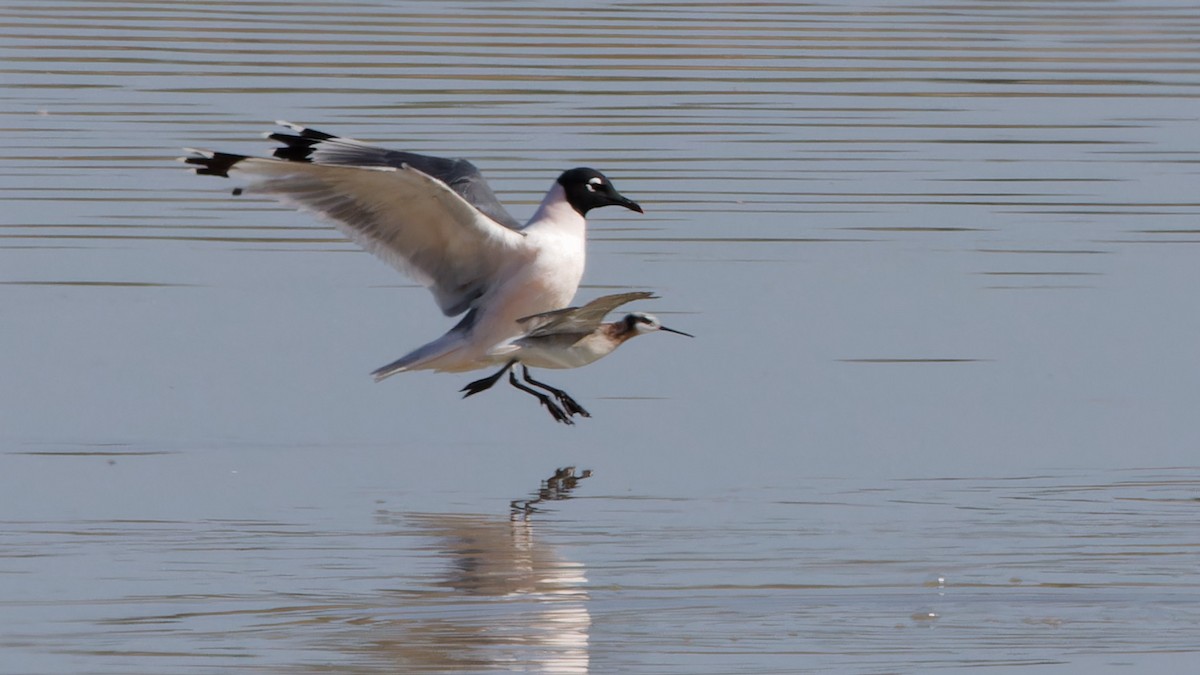 Franklin's Gull - ML618115875