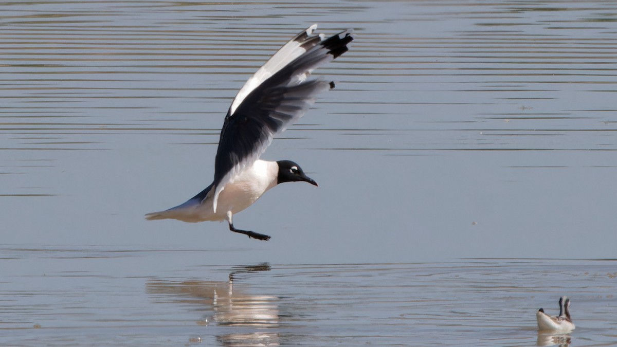 Mouette de Franklin - ML618115878