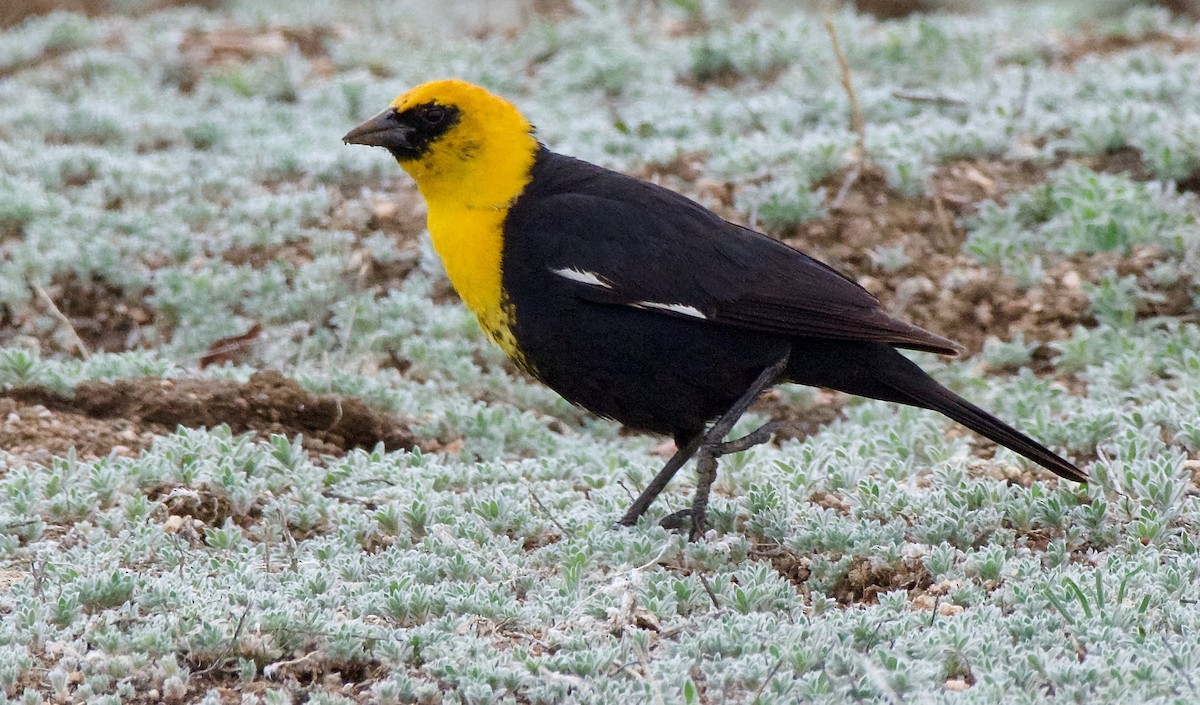 Yellow-headed Blackbird - Trey Rogers