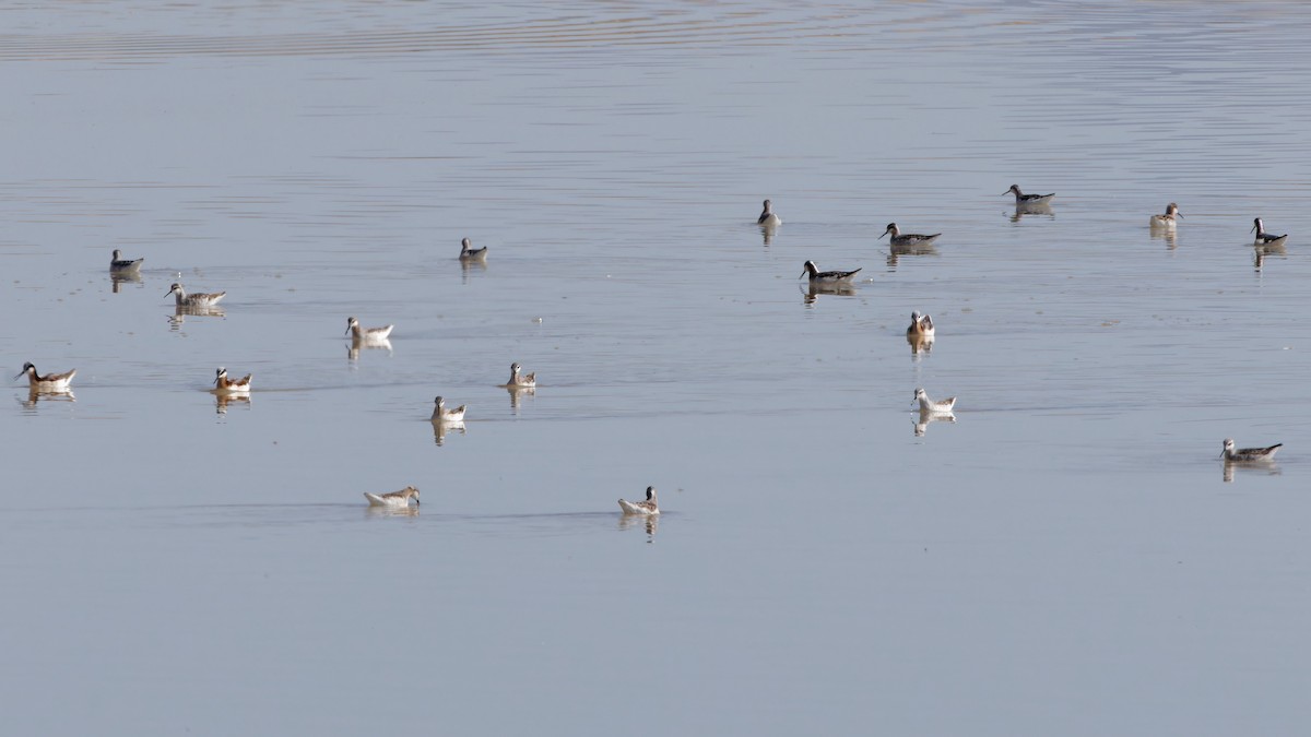 Wilson's Phalarope - Bob Scheidt