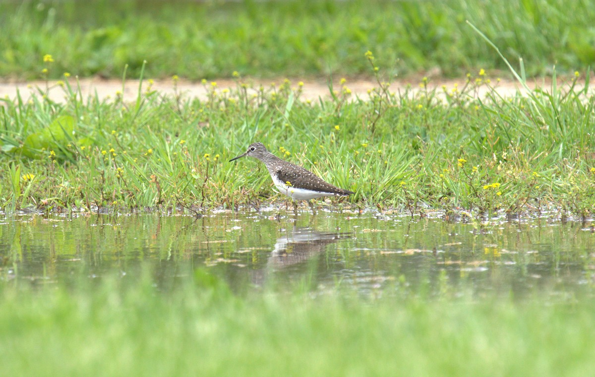 Solitary Sandpiper - Cindy & Gene Cunningham