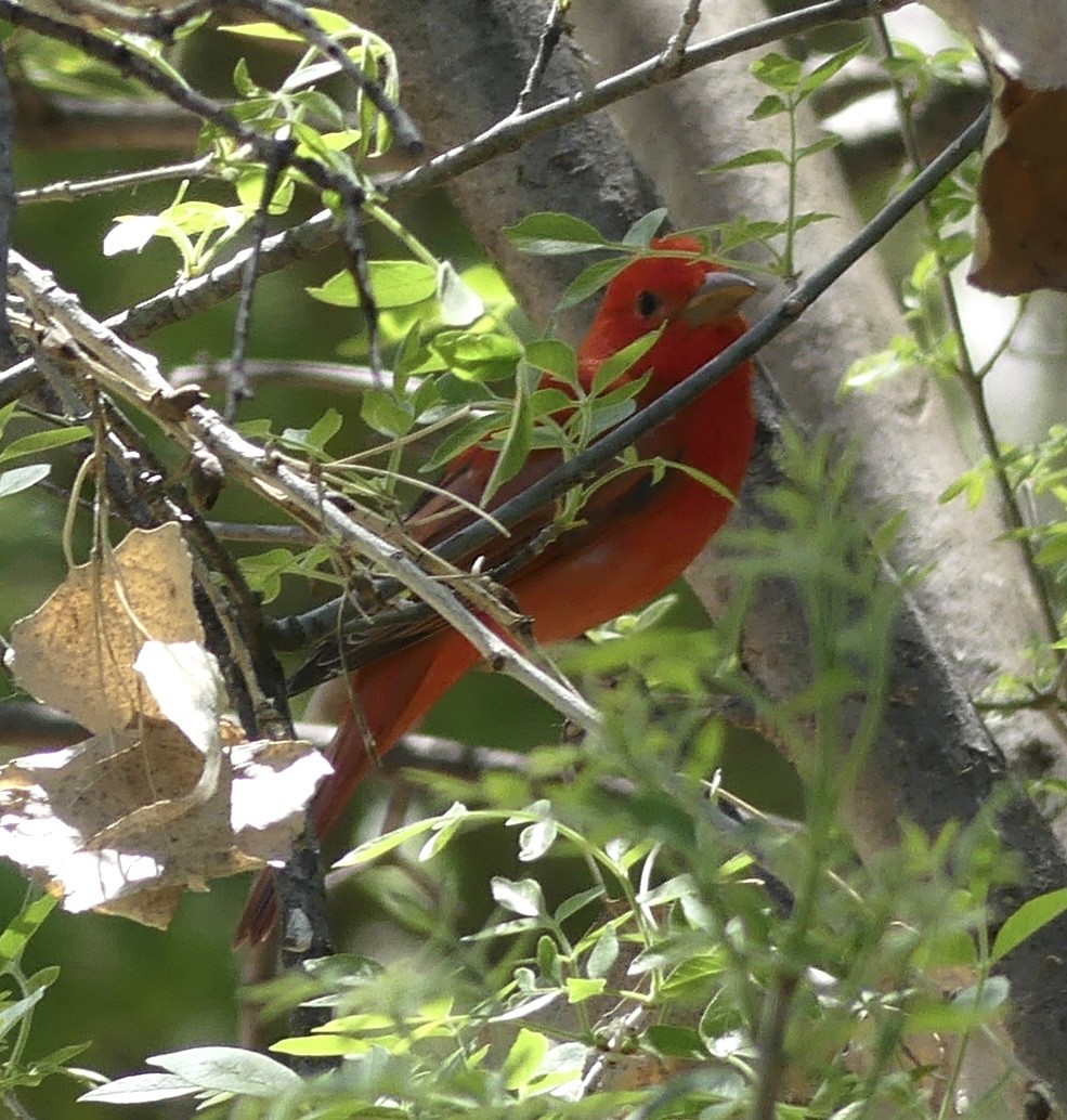 Summer Tanager - Jonathan Strandjord