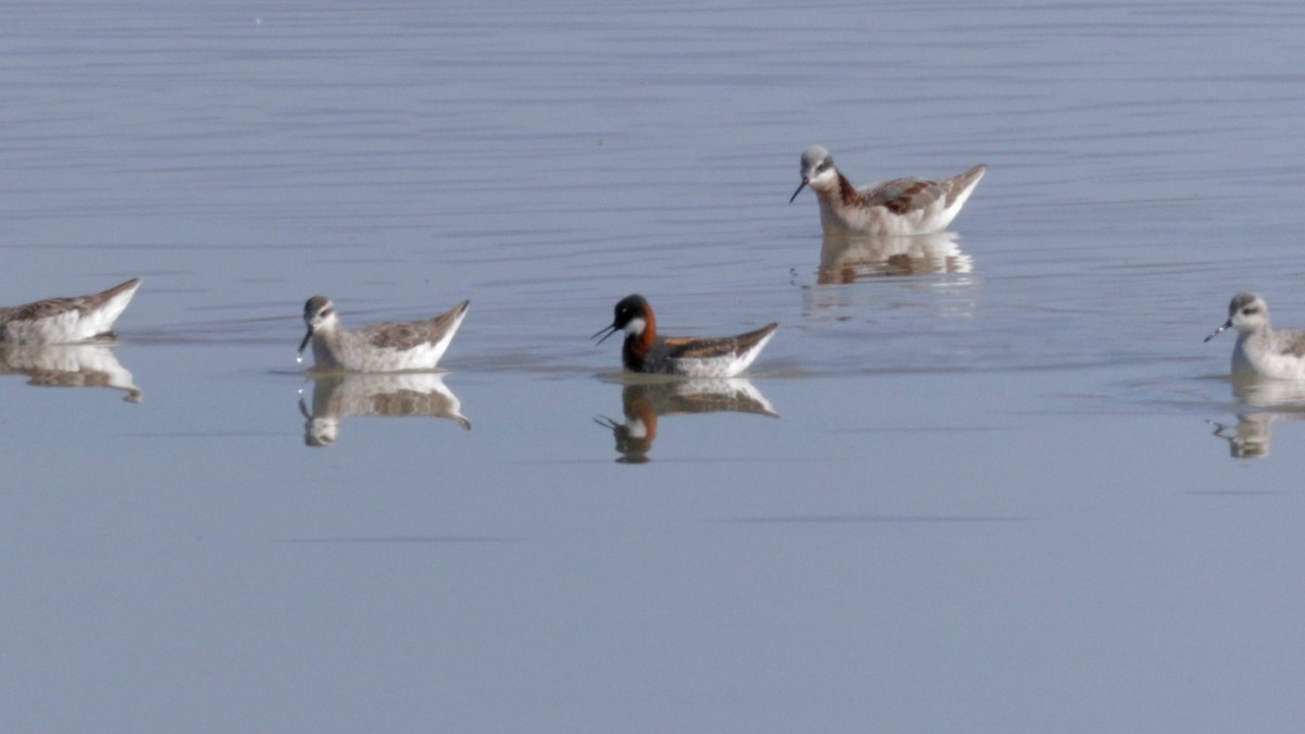 Red-necked Phalarope - Bob Scheidt