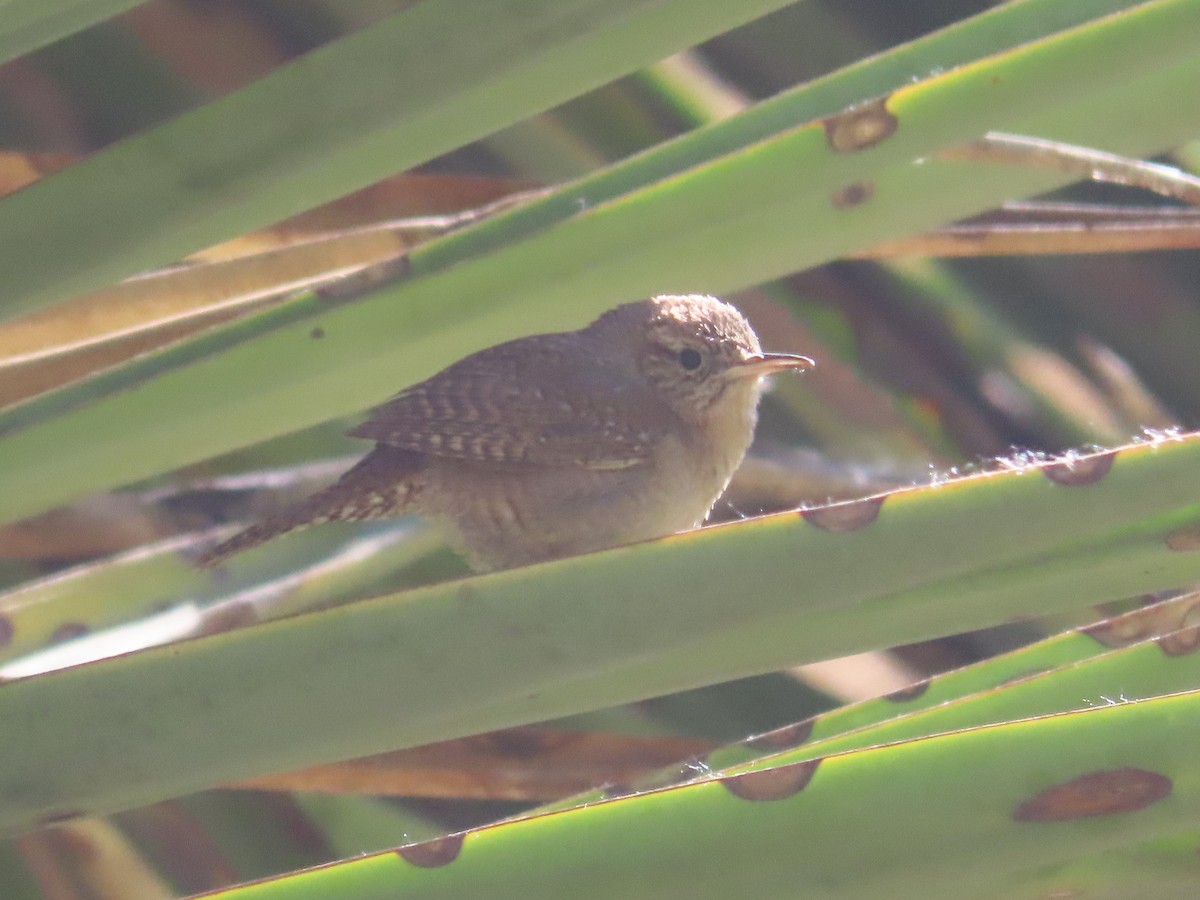 Northern House Wren - Carol Comeau