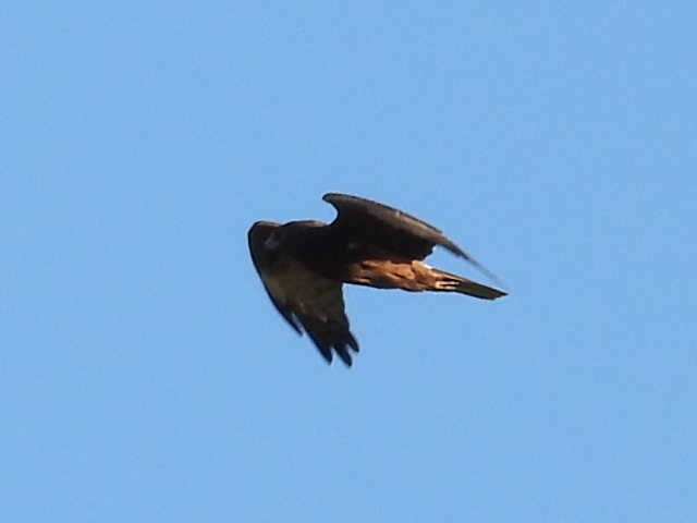 Swamp Harrier - Stew Stewart