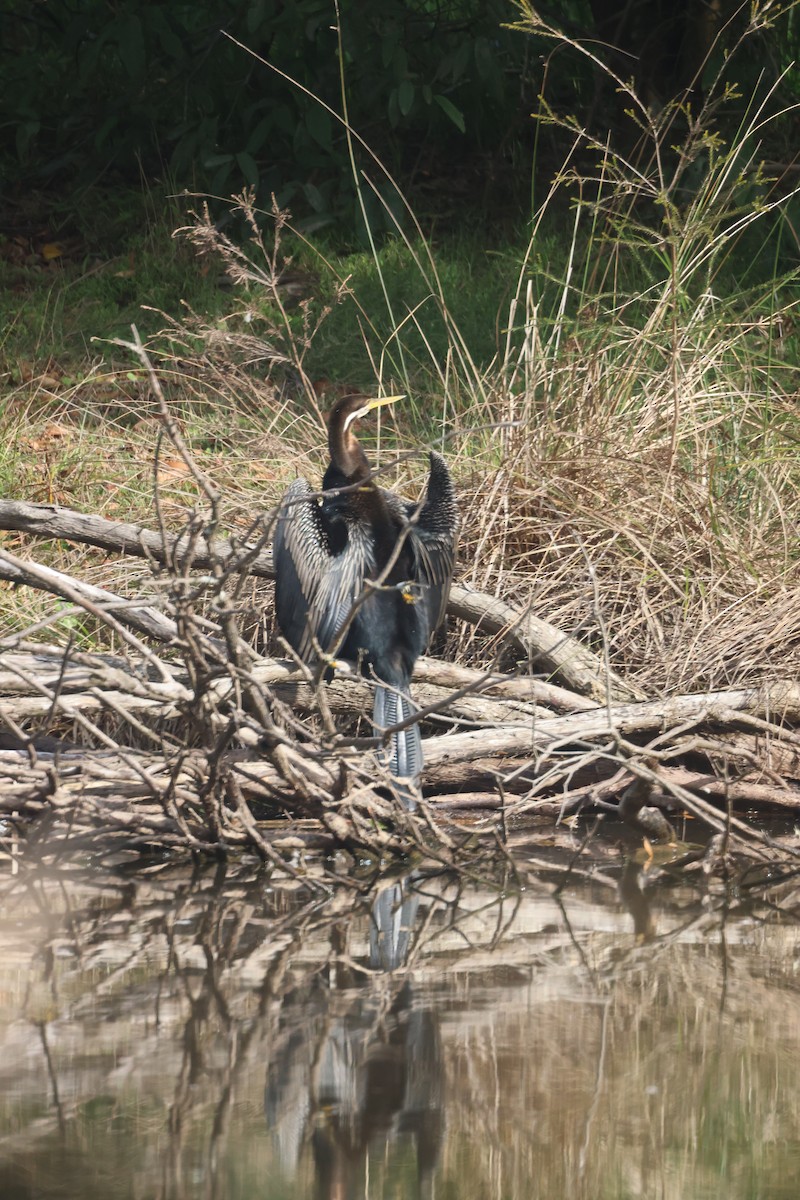 anhinga australská - ML618116001