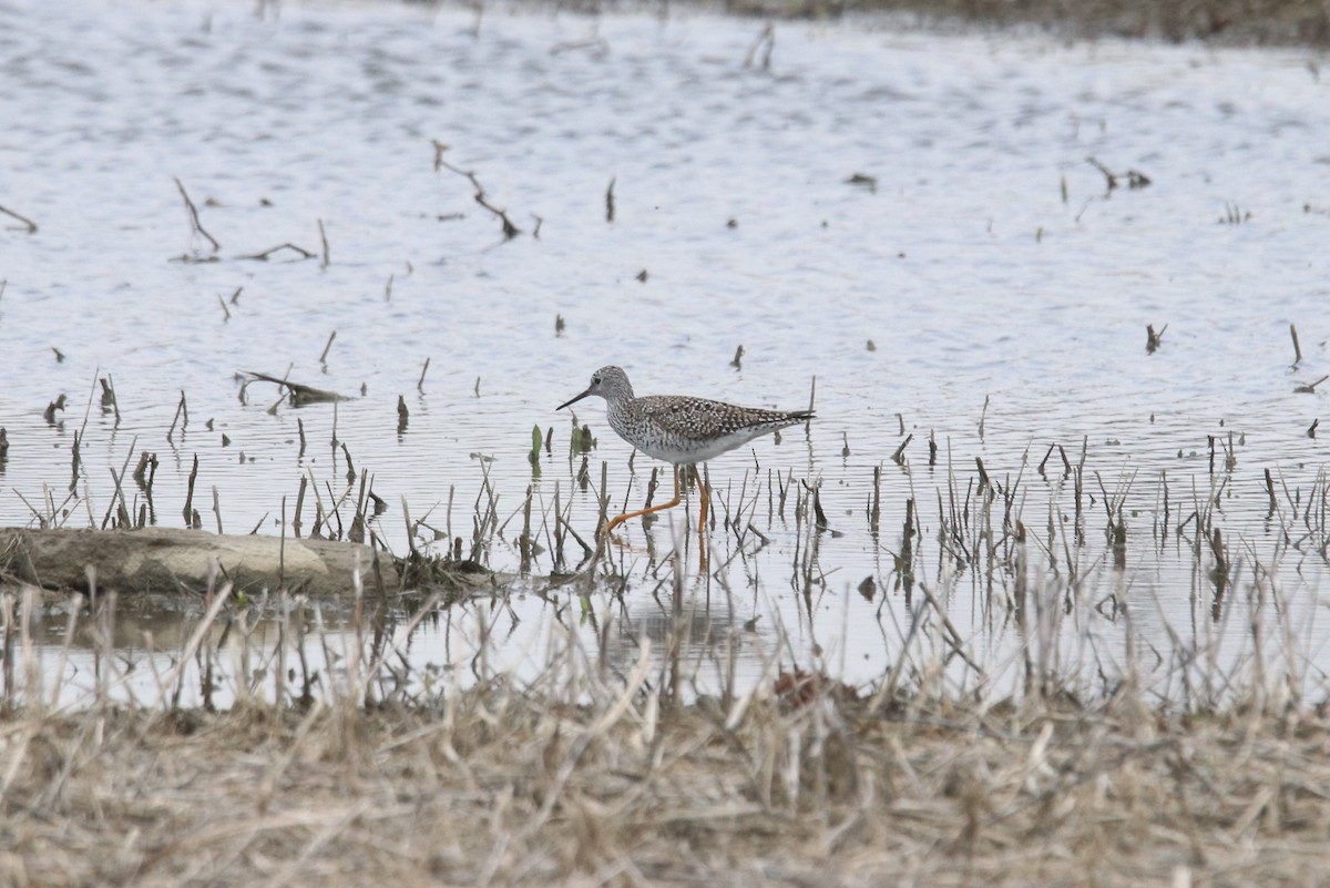 Lesser Yellowlegs - ML618116006