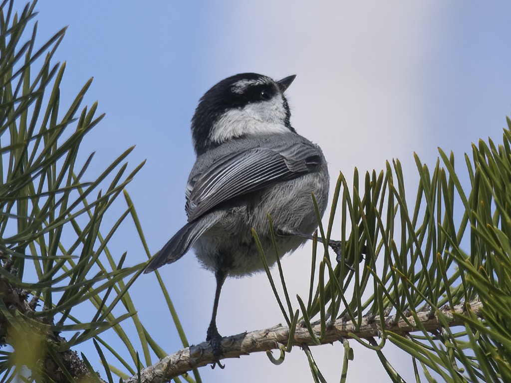 Mountain Chickadee - Jerry Ting