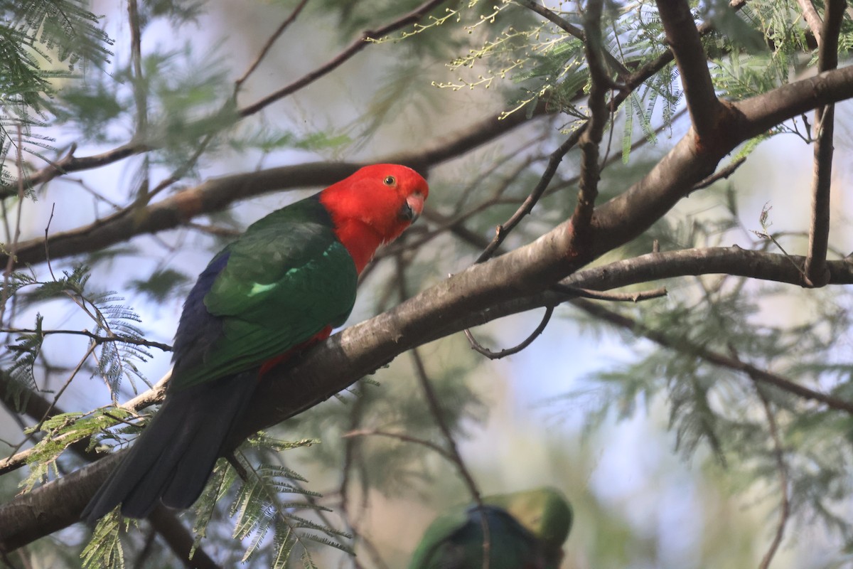 Avustralya Kral Papağanı - ML618116027