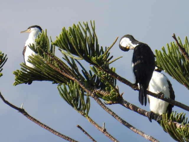 Pied Cormorant - Stew Stewart