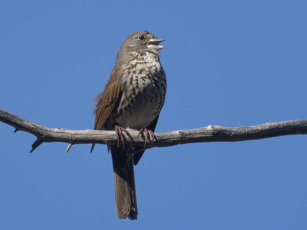 Fox Sparrow - Jerry Ting