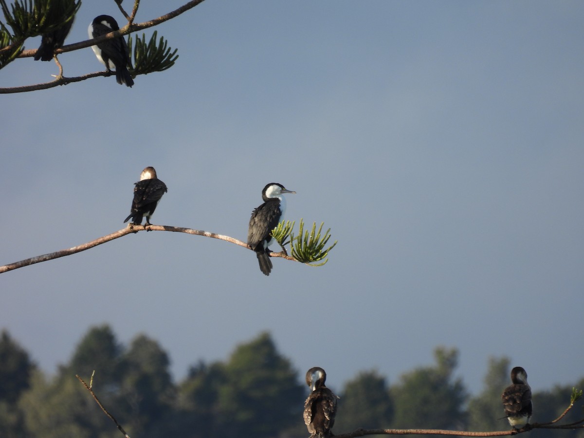 Pied Cormorant - Stew Stewart