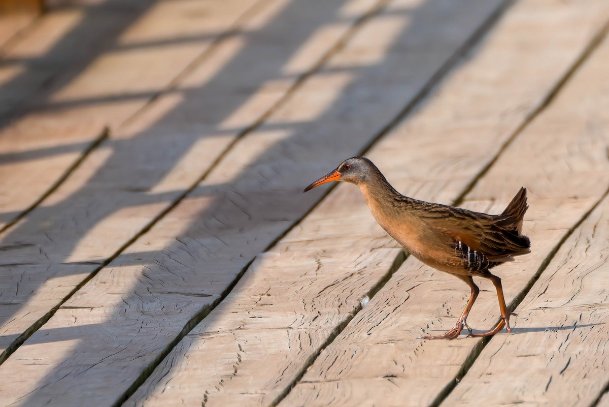 Virginia Rail - Gustino Lanese