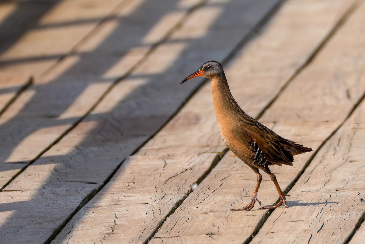 Virginia Rail - Gustino Lanese