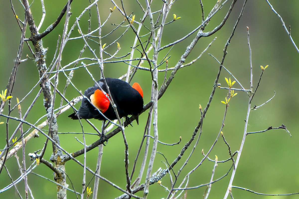 Red-winged Blackbird - Gustino Lanese