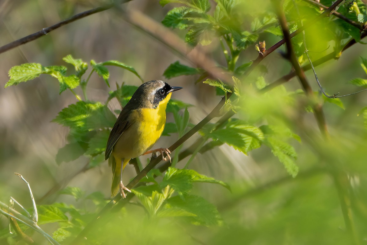 Common Yellowthroat - Gustino Lanese