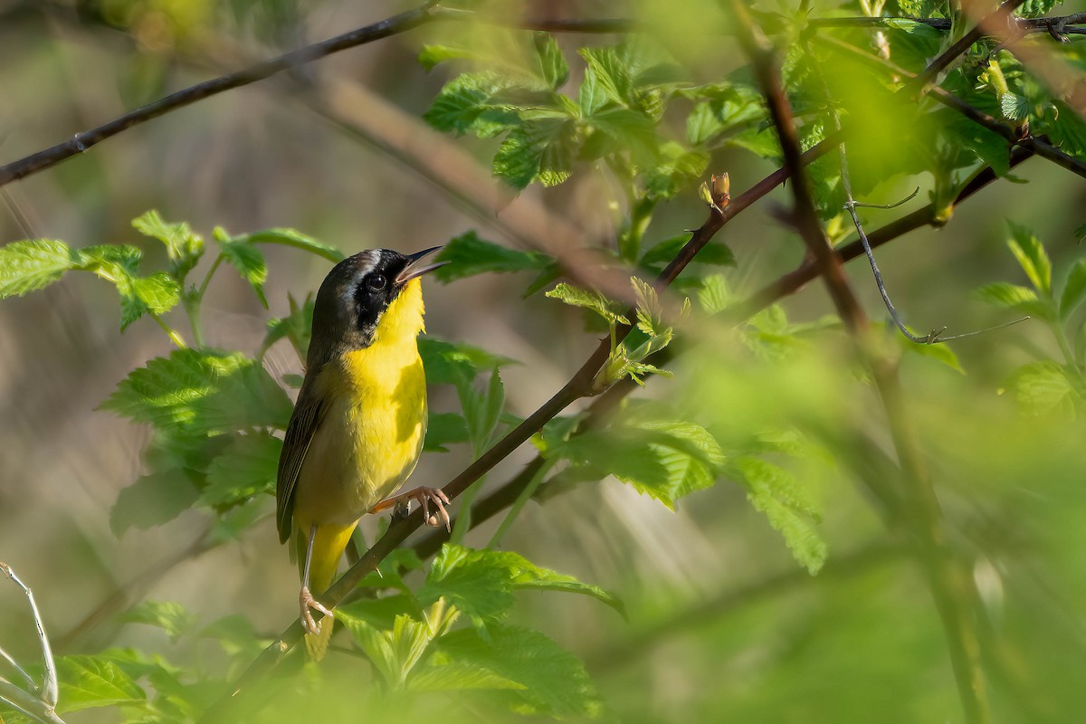 Common Yellowthroat - Gustino Lanese