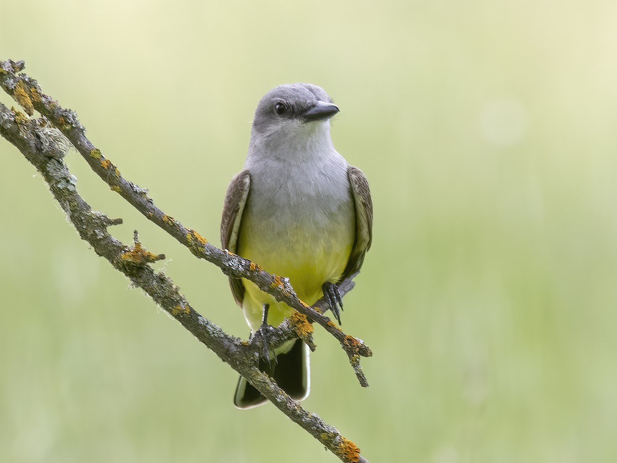 Western Kingbird - Jerry Ting