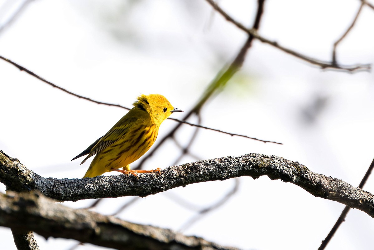 Yellow Warbler - Gustino Lanese