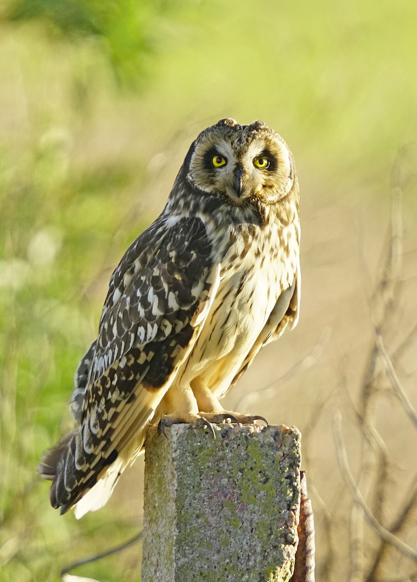 Short-eared Owl - Adrian Antunez