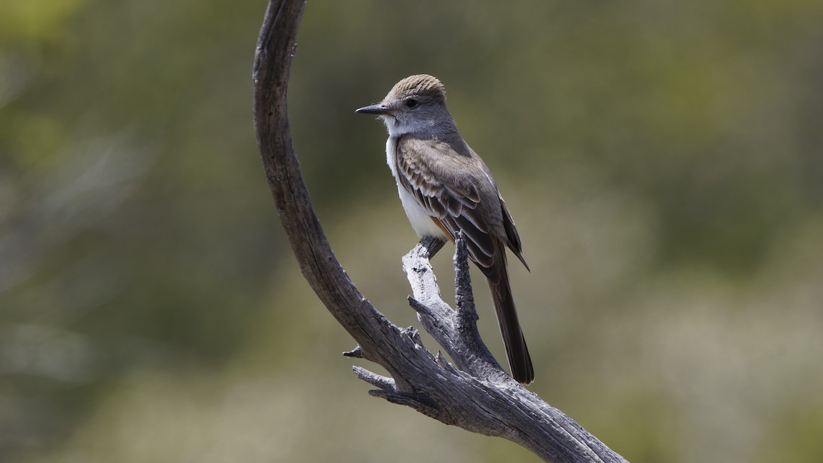 Ash-throated Flycatcher - ML618116182