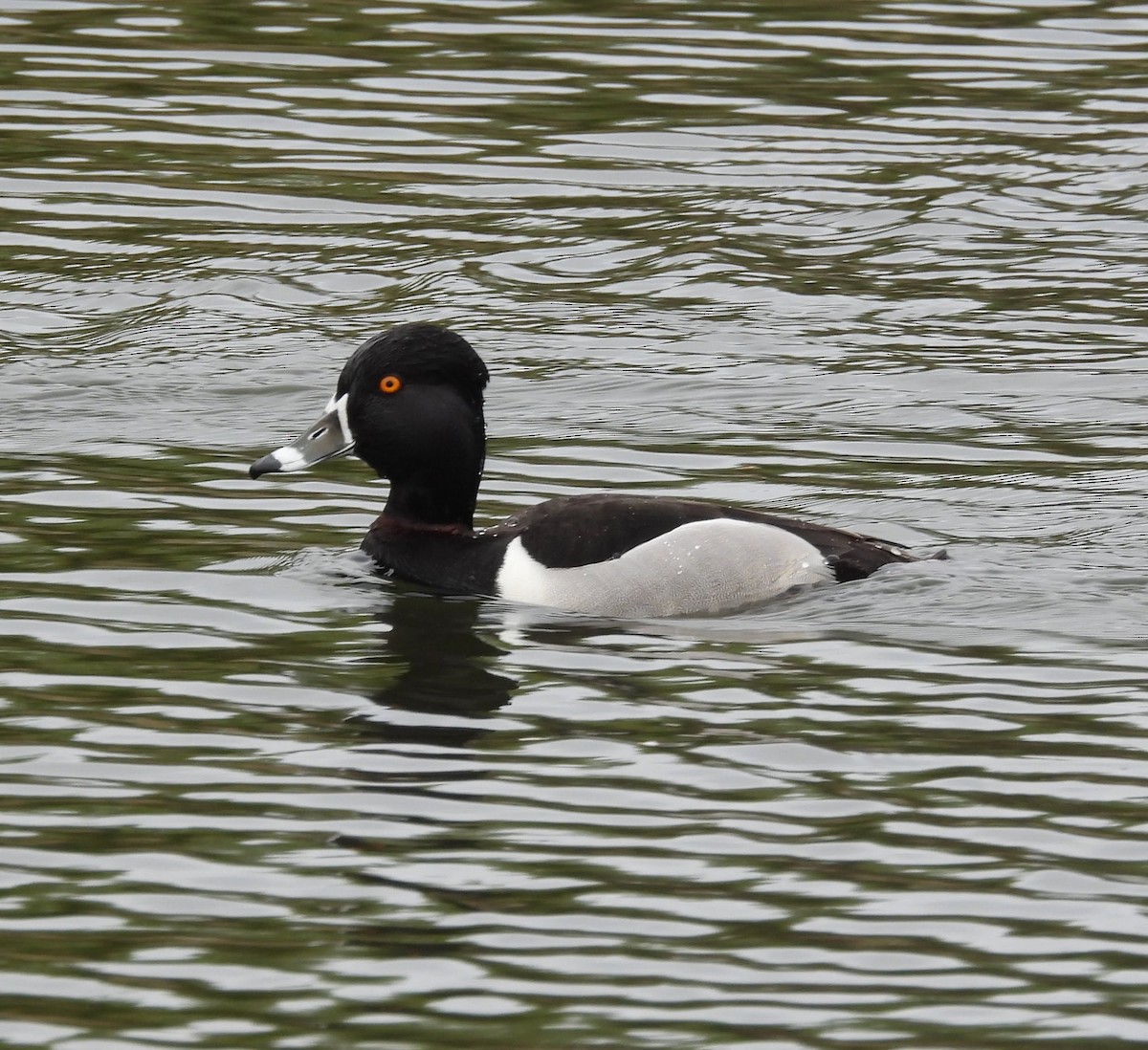 Ring-necked Duck - John Gulley