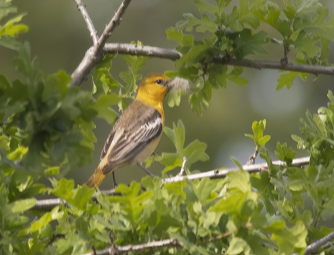 Bullock's Oriole - ML618116193