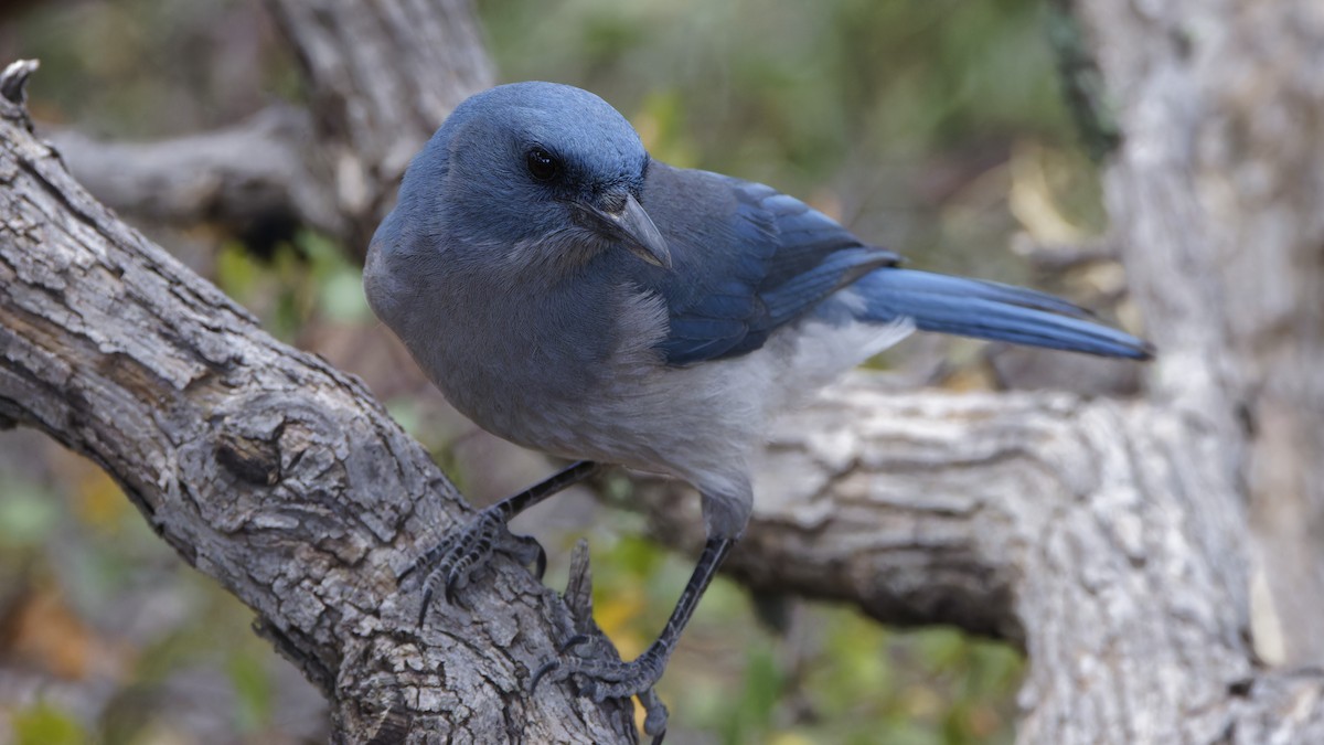 Mexican Jay - ML618116200