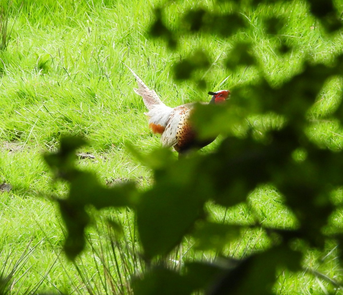 Ring-necked Pheasant - ML618116203